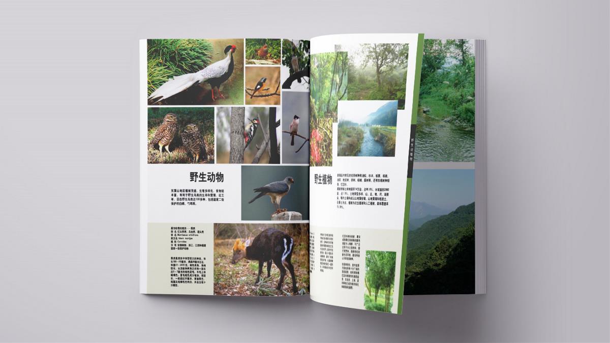 心族-黄山茶林场规划项目品牌视觉设计｜摩尼视觉原创