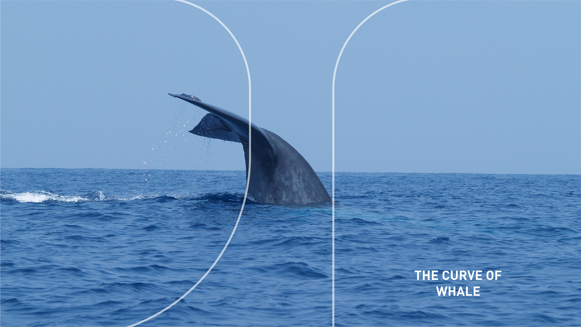 荣威-鲸 | 品牌设计 LOGO设计